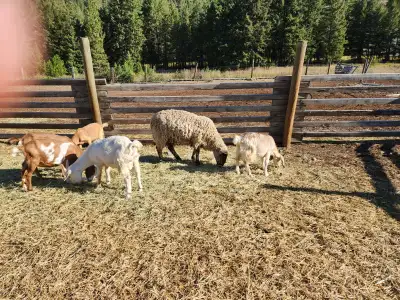 Ram lamb for sale, View more