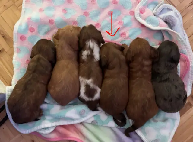 Teckel miniature poil long in Dogs & Puppies for Rehoming in Trois-Rivières - Image 8