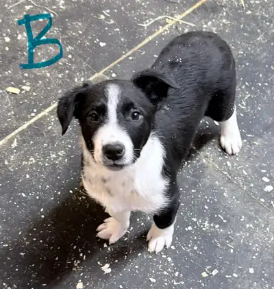 Working dog puppies, View more