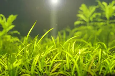 Aquarium plants - Dwarf Sag, View more