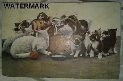 ORIGINAL COLOURED POSTCARD depicting CATS, & KITTENS, Spool of Yarn, & Metal Tray holding Milk, Mkd....