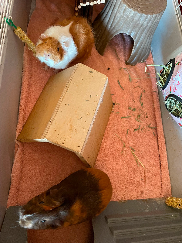 Two female Guinea pigs, 2 years old in Small Animals for Rehoming in Sault Ste. Marie - Image 2