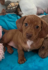 Dachshund Puppy Looking for Loving Home