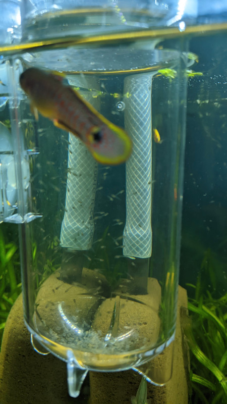 Peacock Gudgeon (Sold out) in Fish for Rehoming in Gatineau - Image 3