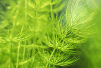 Aquarium plants - Hornwort..