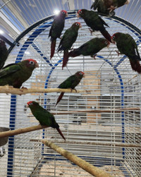 Rose Crown Conures for Sale
