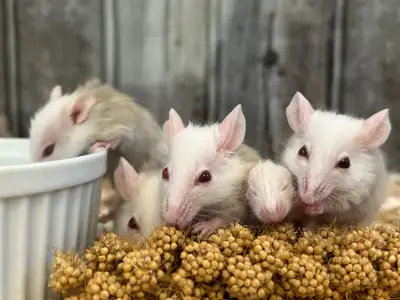 African soft fur feeders, View more