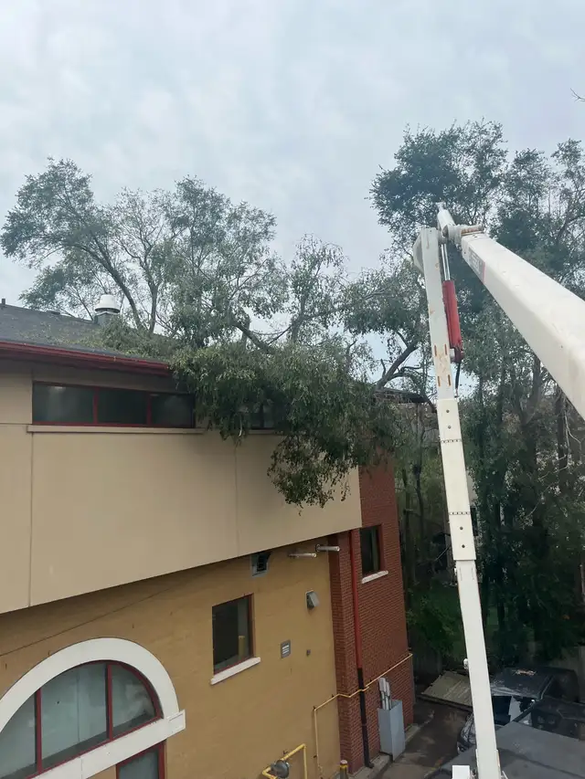 Tree Removal | Pruning | Fully Insured | (416) 206-1460 in Lawn, Tree Maintenance & Eavestrough in City of Toronto - Image 7