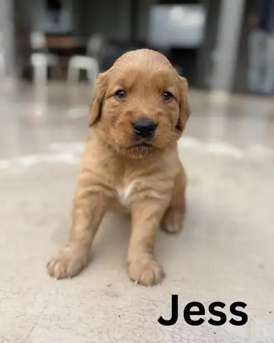 Gorgeous Purebred Red Golden Retriever Puppies, View more