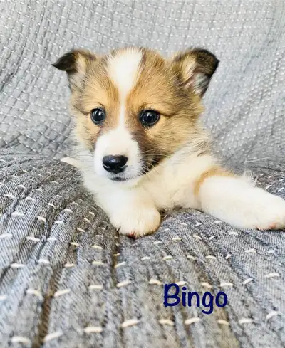 All PPU Gorgeous sheltie corgi puppies, View more