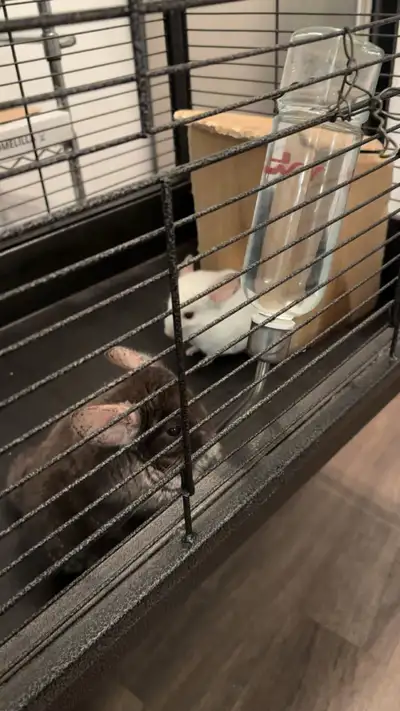 Deux chinchilla mâle de 5 ans, View more