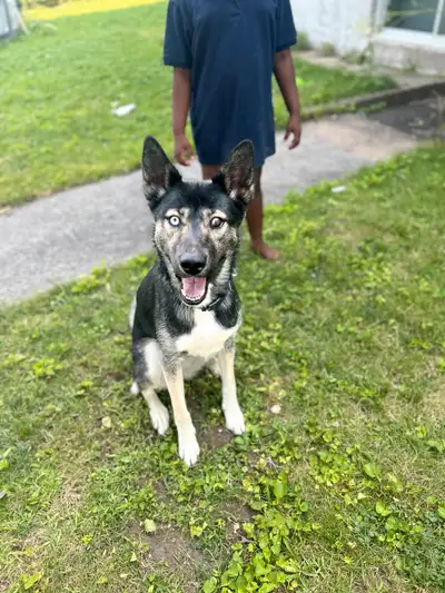 DOBERAN mélanger avec HUSKY, View more