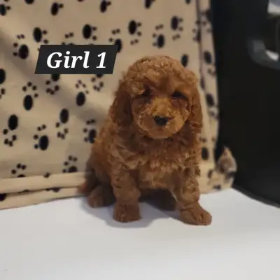 Mini Goldendoodles Ready to Go!, View more