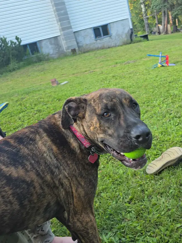pit/mastiff582377781309614082