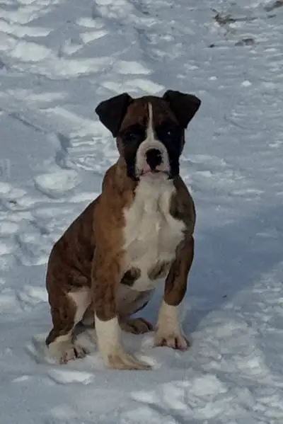 Boxer Puppies Ready to Go, View more