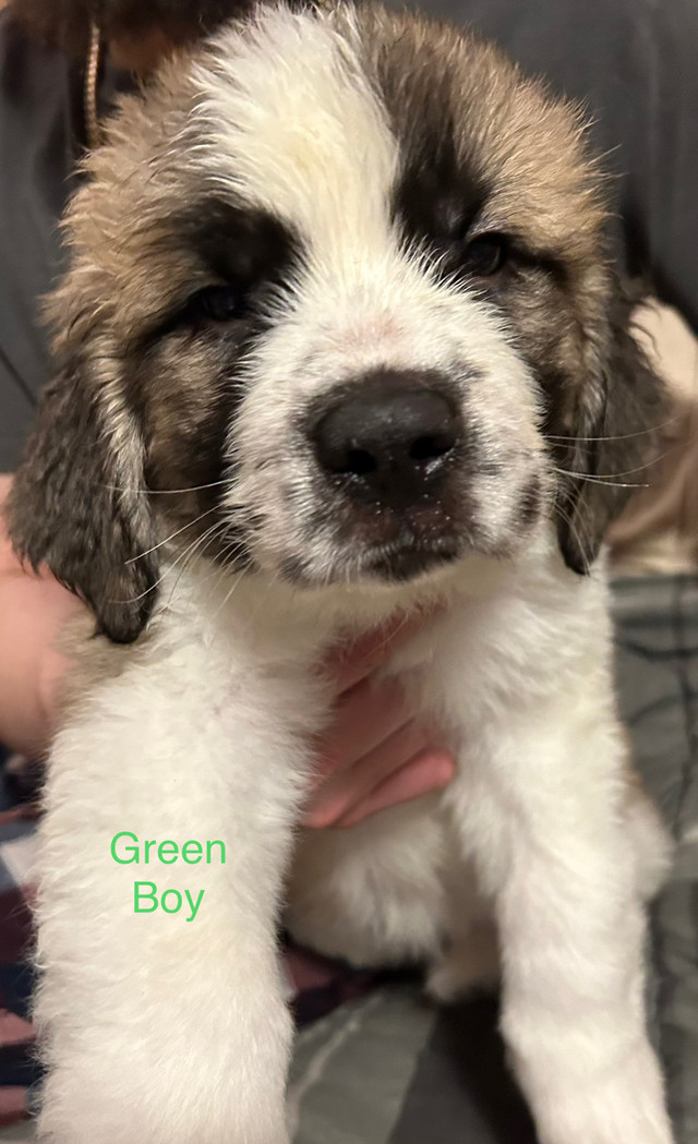 Saint Bernard Puppies in Dogs & Puppies for Rehoming in St. John's - Image 2