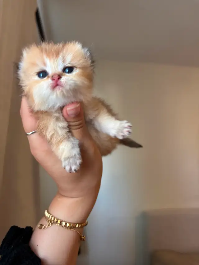 Scottish fold in Cats & Kittens for Rehoming in City of Montréal - Image 3