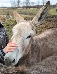 Donkey Jenny looking for a temporary or forever home