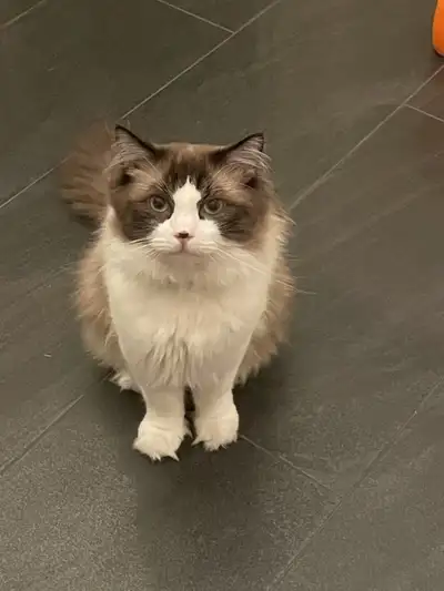 3-Year-Old Male Ragdoll Cat for Rehoming, View more