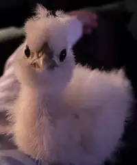 ISO- Silkie chicks 