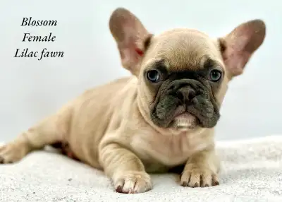 FRENCH BULLDOG PUPPIES CKC REG, View more