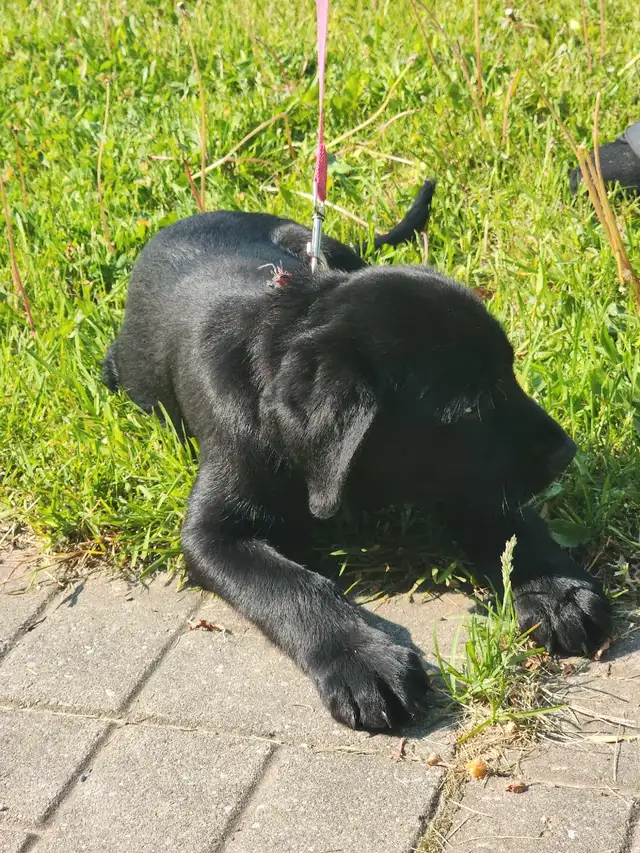 1 left!! Puppy Ready for her forever home in Dogs & Puppies for Rehoming in Barrie - Image 4