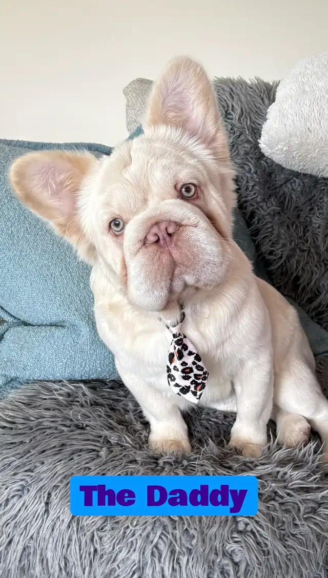 3/4 Frenchie Jack Bull Puppies in Dogs & Puppies for Rehoming in Delta/Surrey/Langley - Image 3