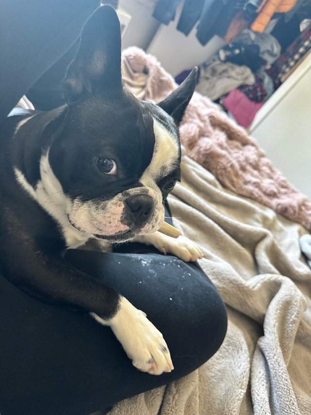 1 year old neutered Frenchton in Dogs & Puppies for Rehoming in Winnipeg - Image 2