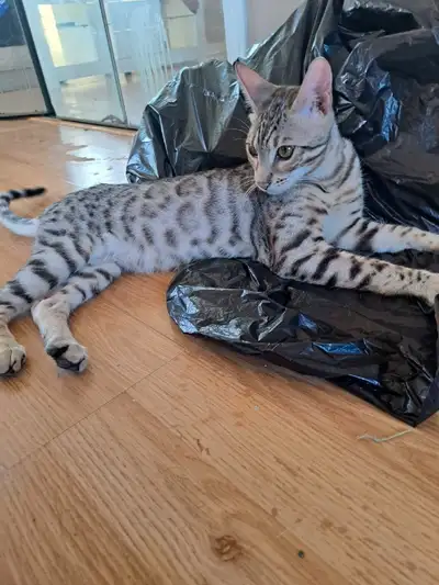 Chat Bengal silver mâle 8mois et demi, View more