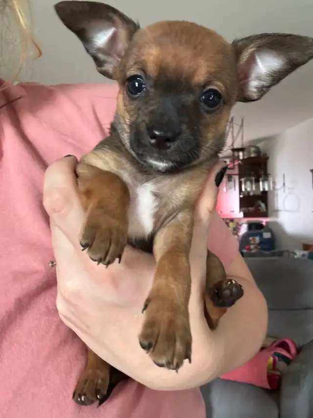 Chihuahua in Dogs & Puppies for Rehoming in Lanaudière - Image 5