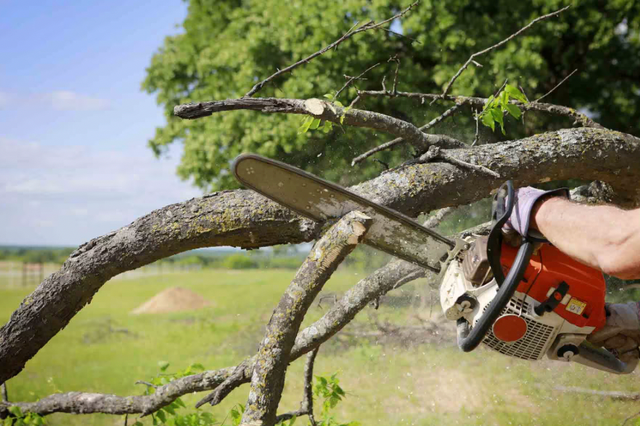NOW HIRING – TREE SERVICE & SNOW REMOVAL CREW in General Labour in Oshawa / Durham Region - Image 2