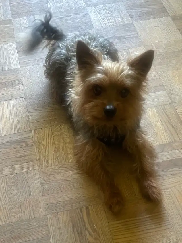 Morkie Puppies in Dogs & Puppies for Rehoming in Cambridge - Image 11