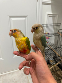 Bonded Conure pair for sale