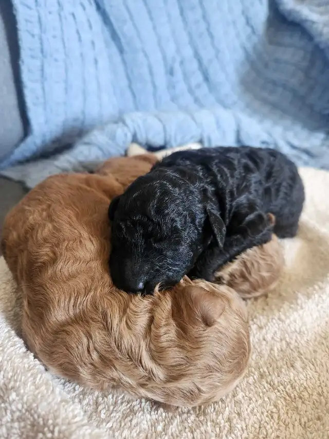 Miniature Poodle Puppies | Dogs & Puppies for Rehoming | Strathcona ...