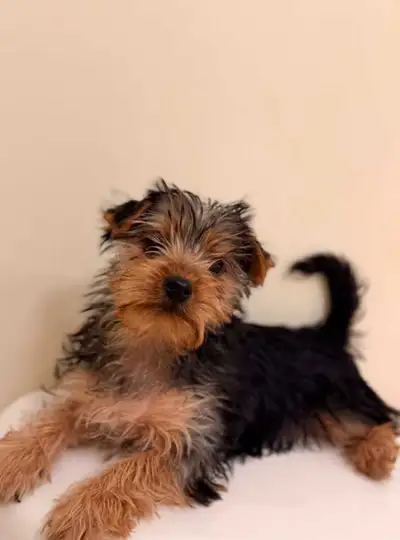 yorkie male puppy, View more