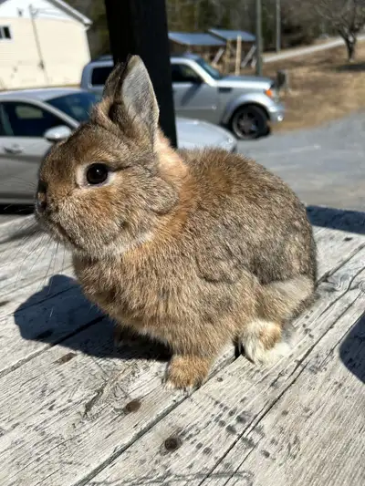 fixed male Netherland dwarf , View more