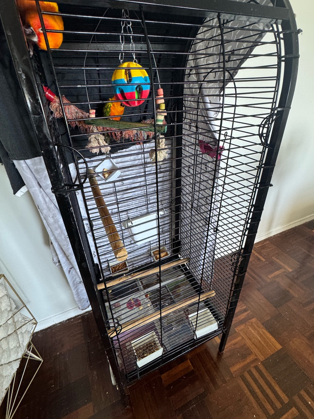 sun conure in Birds for Rehoming in Oshawa / Durham Region - Image 4