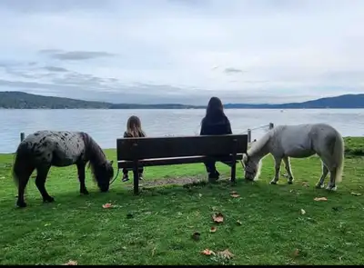 Rental Wanted – Rural 3 Bedroom Home (Mini Horse Friendly) Hello! We’re a quiet, responsible family...