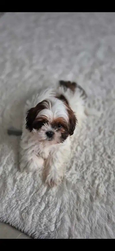 shihtzu puppy, View more