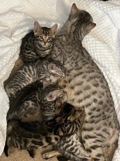 Bangel Cats, View more