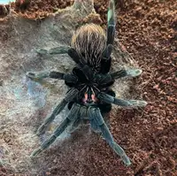 Xenesthis Immanis Mature Female Tarantula 