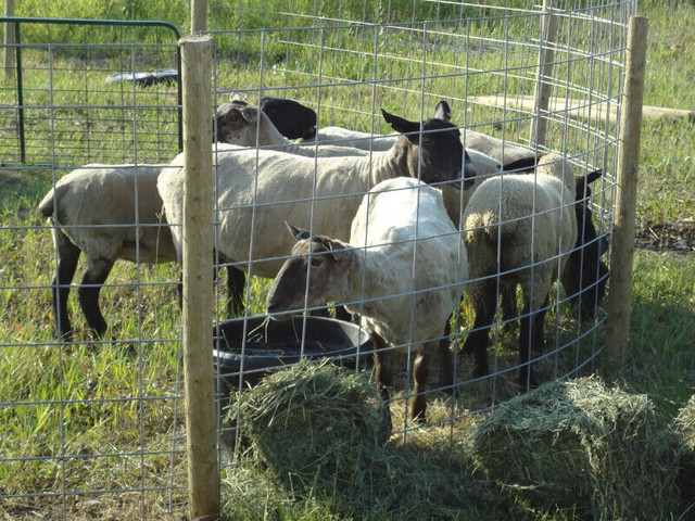 WELDED WIRE MESH PANELS for CATTLE/SHEEP/GOATS/HOGS/CHICKENS ETC in Livestock in Barrie - Image 3