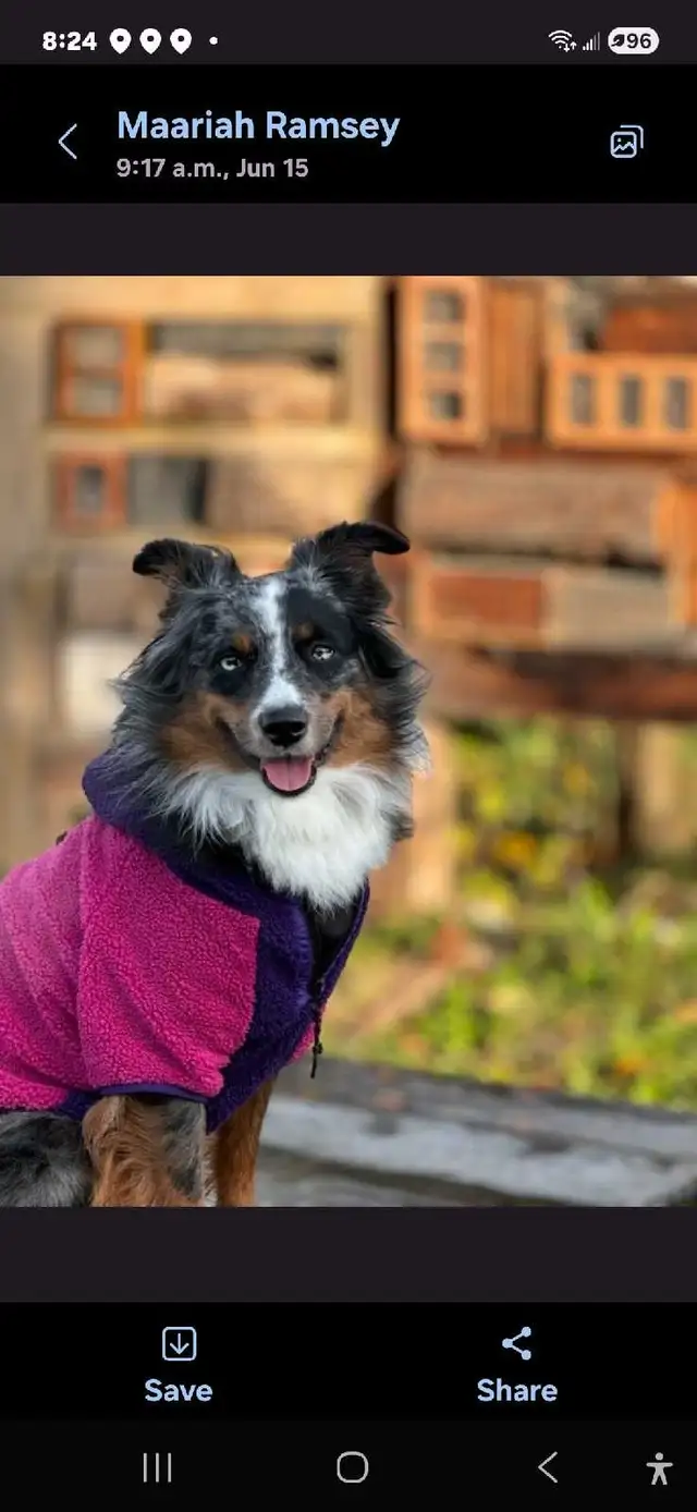 miniature Australian Shepherd | Dogs & Puppies for Rehoming | Penticton ...