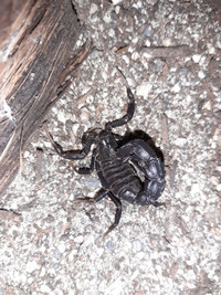 Black Fat Tail Scorpions