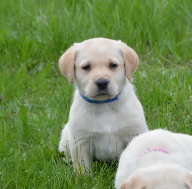 CKC Reg"d Labrador Retriever Puppies in Dogs & Puppies for Rehoming in Stratford - Image 6