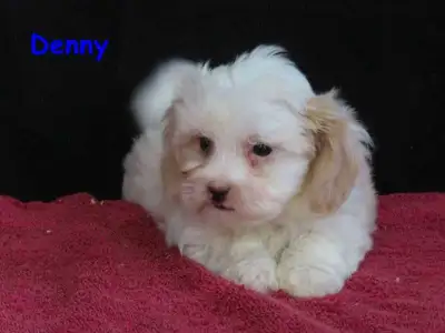 We have a beautiful litter of maltipoo puppies for sale and ready for new homes. +1 (365) 808-5339 C...