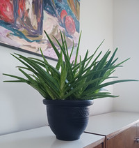 Aloe Vera houseplant for sale -- $15
