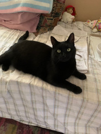 Missing black cat Oshawa 