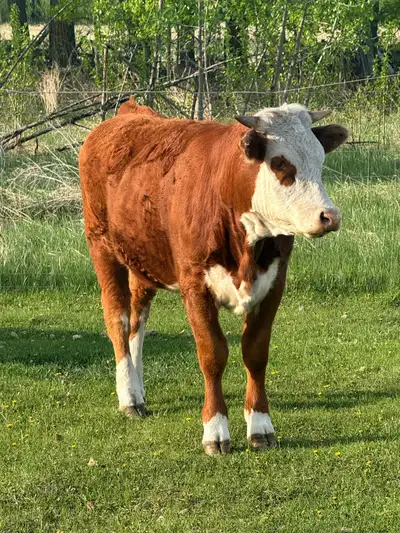 simm heifer , View more