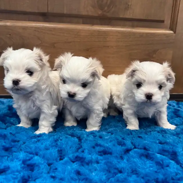 3 mini Bichon maltais , Maltese , pure race lignée champion in Dogs & Puppies for Rehoming in Laval / North Shore - Image 5
